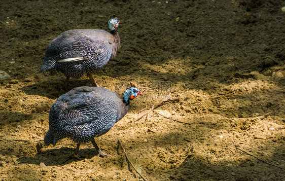 两对头戴盔的麦地禽一起在沙滩上行走来自非洲的广受欢迎热带鸟种沙漠异国情调动物园图片