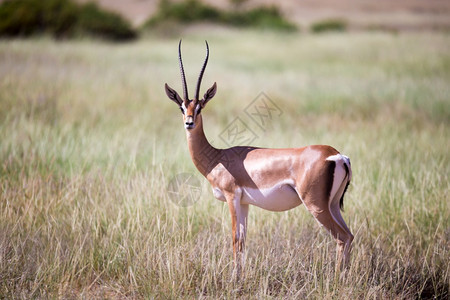 生活马拉肯尼亚草原上的一些羚羊肯尼亚草地上的一些鹦鹉群中羚羊哺乳动物图片