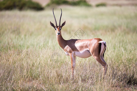 肯尼亚草原上的一些羚羊肯尼亚草地上的一些鹦鹉群中羚羊稀树草原苹果浏览器萨凡纳图片