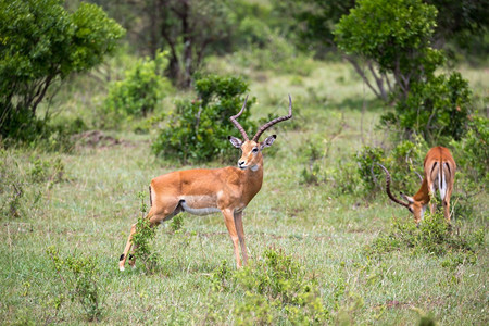 自然肯尼亚草原上的一些羚羊肯尼亚草地上的一些鹦鹉群中羚羊动物群保护图片