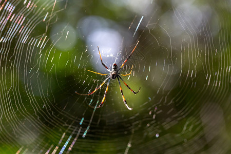 危险马达加斯织网的本地蜘蛛马达加斯织网的本地蜘蛛目可怕背景图片