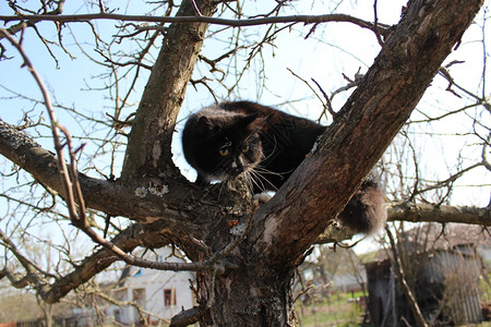 温暖的黑猫爬上花园树捕食者恶作剧图片