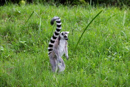 有条纹的马达加斯岛热带雨林中的环尾狐猴马达加斯岛热带雨林中的环尾狐猴灰色黑图片