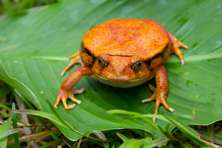 夜一只大橙青蛙坐在绿叶上一只大橙青蛙坐在绿叶上一种小鱼科图片