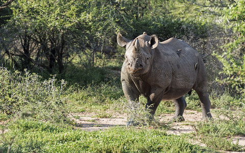 非洲南部Kruger公园的五大黑犀牛之一色的丛林动物图片