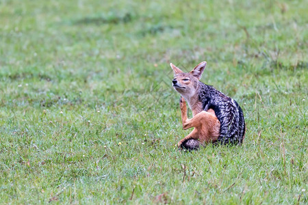 狐狸黑背肯尼亚稀树草原上一只猎豹肯尼亚稀树草原上一只猎豹肉食动物图片
