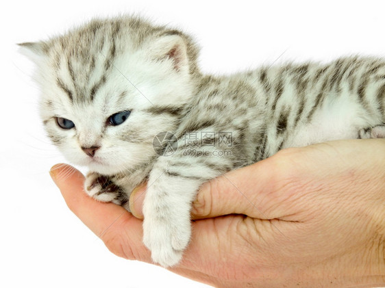手里的小奶猫图片