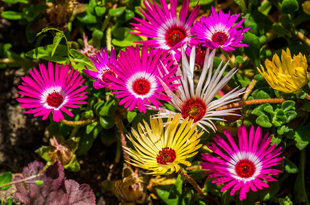 开花盛自然背景流行热带装饰花园植物中美丽的花朵和多彩的冰花矮人植物群图片