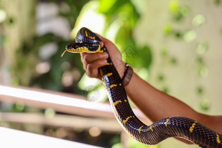 金环亚洲昆虫克赖特蛇在泰兰的阿西亚人手上展示舌头图片