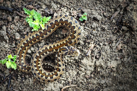 毒液在自然栖息地中裸露的全草原毒蛇活植物拉科西斯稀有的图片