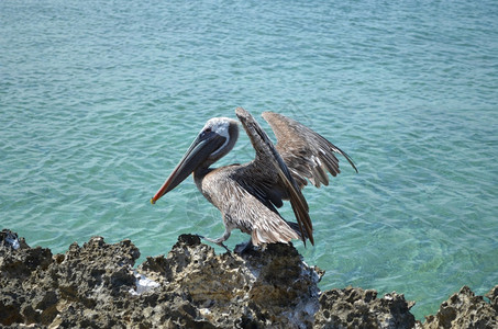 热带鸡阿鲁巴沿岸熔岩上着陆的佩利坎水鸟图片