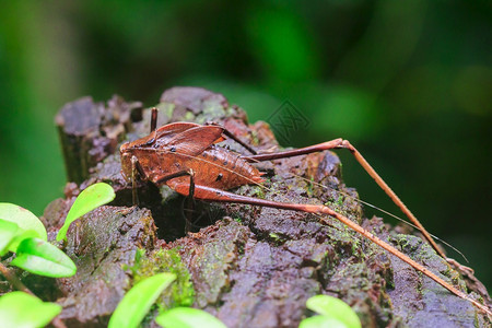 环境一种丛林蟋蟀Mecopodaelongata在自然界中有一个棕色的躯体用黑圆点装饰的翅膀图片