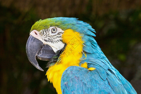 丛林肖像绿色在黑暗背景下被孤立的蓝色和黄金刚鹦鹉纵向图片