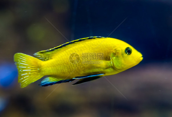 关闭一个柠檬黄色实验室cichlid这是水产养殖业中非常流行的鱼类来自非洲麦拉维湖的热带淡水鱼异国情调族馆有色图片