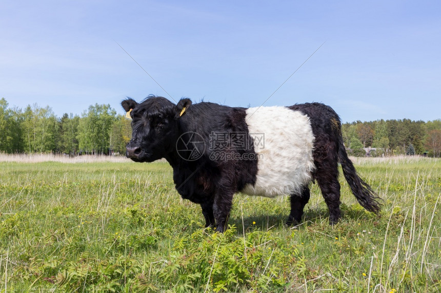 拉脱维亚市Bolderaja苏格兰长头发牛在草地上放牧高人博尔德拉哈苏格兰人图片