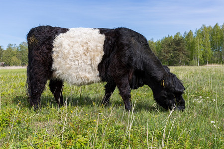草甸2305牛肉拉脱维亚市Bolderaja苏格兰长头发牛在草地上放牧荒野图片