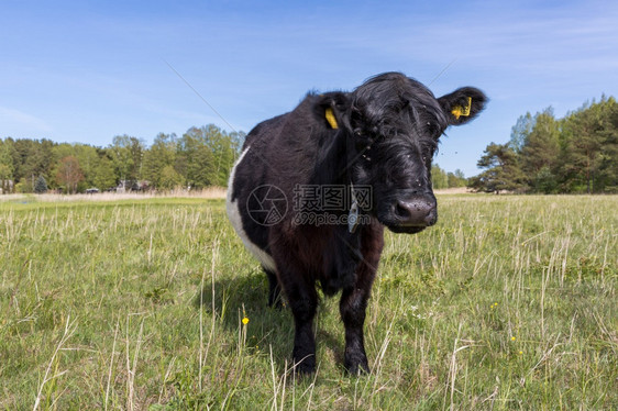 拉脱维亚市Bolderaja苏格兰长头发牛在草地上放牧长毛农场家畜图片