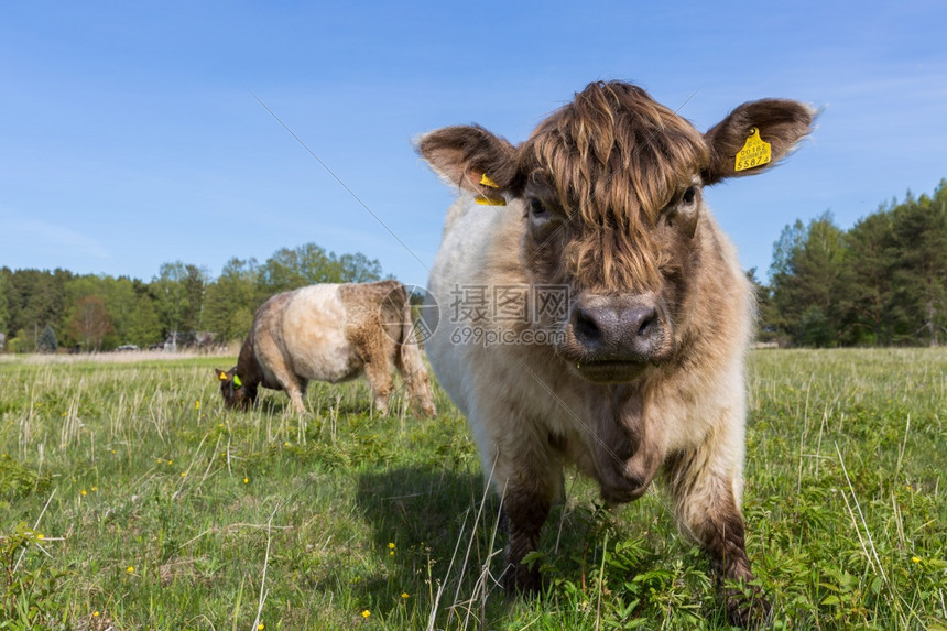 农场拉脱维亚市Bolderaja苏格兰长头发牛在草地上放牧肖像脸图片