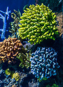 花礁岩质珊瑚美丽的海洋生物背景流行和装饰的水动物群落多彩异国情调图片