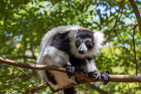 美丽的哺乳动物黑白VariLemur看起来很好奇黑白VariLemur看上去很好奇野生动物图片