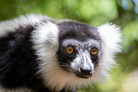 狐猴肖像异国情调黑白VariLemur看起来很好奇黑白VariLemur看上去很好奇图片