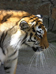 打猎美丽大老虎的图象白色大胡须危险图片