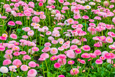 雏菊后院BellisperennisPompononnete的大花田培养了英国花的混合品种自然背景多彩和装饰花朵杂交种图片