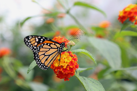 户外叶子野生动物自然背景模糊的美丽热带蝴蝶在其自然栖息地图片