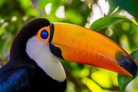 丛林雀形目来自美洲的丽热带鸟类群落亚历杭德罗斯图尔卡TocoToucan门户14图片
