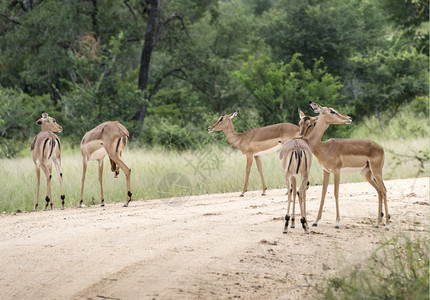 鼻子非洲南部Kruger公园的伊卜拉人群体梅兰普斯哺乳动物图片