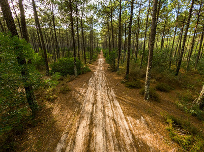 环境葡萄牙奥瓦尔马塞达松树林风景日落白色的图片