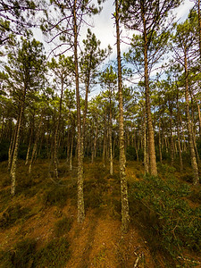 葡萄牙奥瓦尔马塞达松树林风景环境旅游的夏天图片