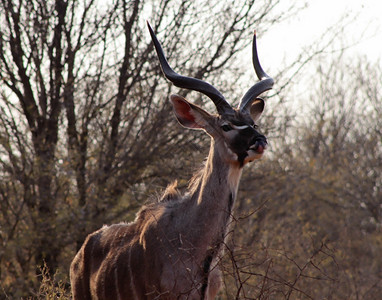 南非华丽的苹果浏览器丛林中舔鼻子的大捻角羚公牛图片