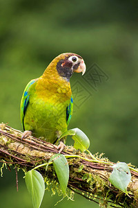鸟皮诺西塔棕色鹦鹉皮奥普西塔海马托蒂斯热带雨林哥斯达黎加中美洲避难所图片