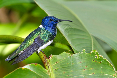 动物学蜂鸟美洲厄瓜多尔皮钦查省马基普库纳云林保护区生物学观察图片