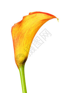 优雅的柔软在白橙色卡拉莉花朵上被孤立的橙色callaLilyFlower丰富多彩的图片