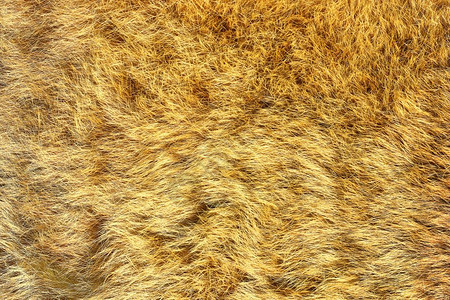 真正的皮毛大猫纹理棕色欧洲濒危图片