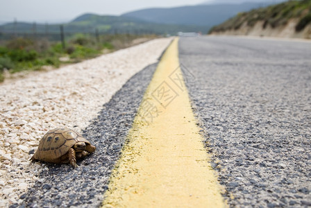 街道乌龟和黄交通道标志种族耐力图片