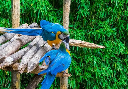 斗争每个两只蓝色和黄的鹦鹉鸟互相用嘴对着方玩耍或斗殴他们的图片