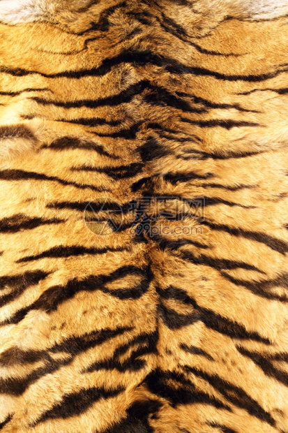 猫皮革亚洲人老虎动物上真正的毛皮纹理图片
