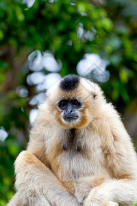 丛林树白手起家金颊长臂猿的珍贵标本金颊长臂猿Nomascusgabriellae图片