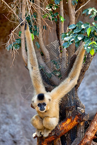 可爱的泰国哺乳动物金颊长臂猿的珍贵标本金颊长臂猿Nomascusgabriellae图片