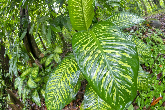 生态旅游植物热带雨林MarinoBallena公园UvitadeOsaPuntarenas哥斯达黎加中美洲央图片