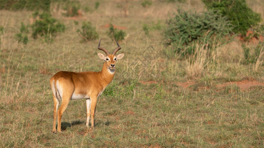 王国乌干达KobKobusthomasi乌干达公园科布斯生物群落图片
