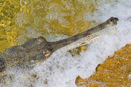 GharialGavialGavialisgangeticus鱼吃鳄湿地皇家巴迪亚国公园巴迪亚公园尼泊尔亚洲AlbertoCar图片