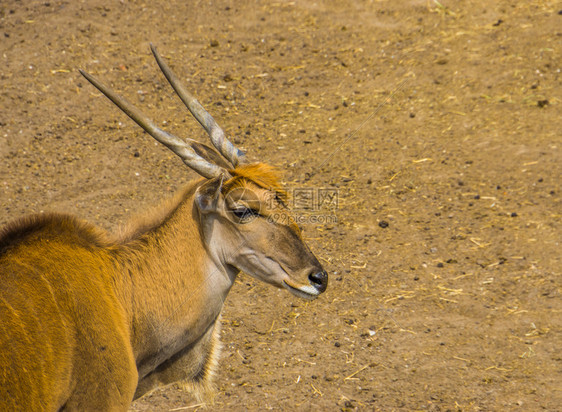 反刍动物非洲一个普通的地表热带羚羊和蚂蚁从非洲靠近面部有蹄的驯化图片