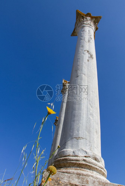 以塞浦路斯肖像格式拍摄的Salamis废墟古代柱子和菊花低角度照片结石法马古斯塔草地图片