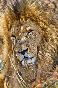 动物学荒芜之地狮子PantheraLeo野生动物保护区SouthAfirca非洲生态图片