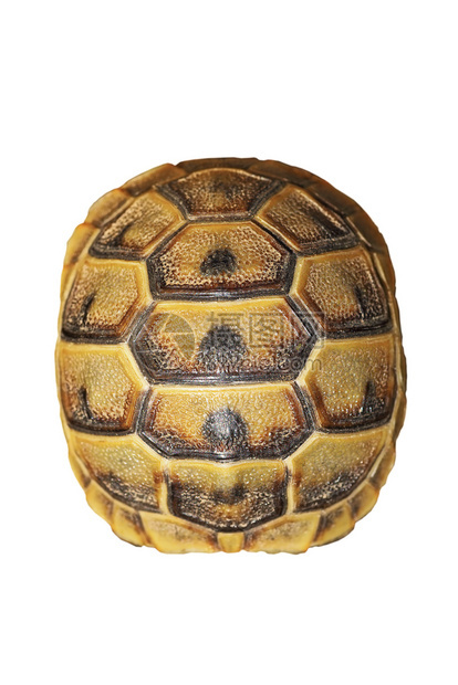 乌龟动物学宠白色背景上的希腊涡轮壳Testudograeca图片