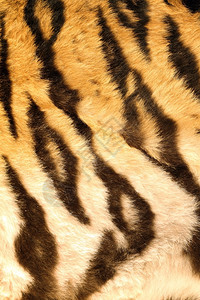 老虎皮上美丽的深色条纹真实毛皮的详细纹理革底格里斯河华丽的图片